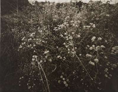 photogravure from 8x10 pinhole photo