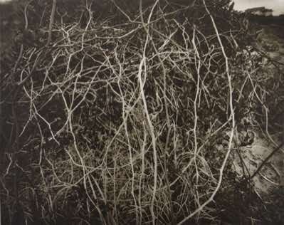 photogravure from 8x10 pinhole photo