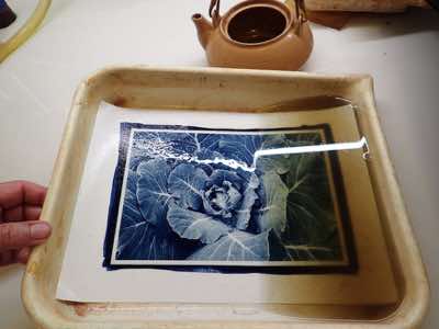 cyanotype toned with yerba maté