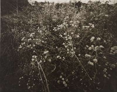 8x10" Pinhole to ortho film, photogravure contact printed in the sun