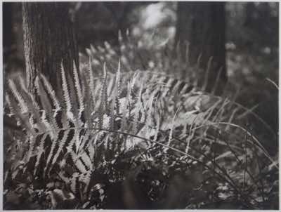 dustgrain photogravure made with Hanfstaengl-McGraw Colorgraph gelatin paper from 1991 gifted to me by Craig Zammiello