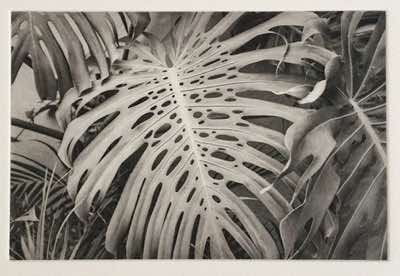 handmade gravure gelatin, new CFP digital aquatint screen