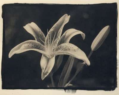 cyanotype toned with guayusa