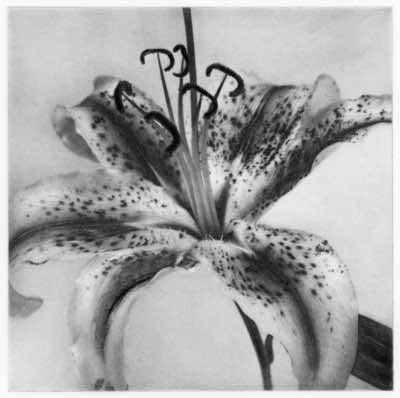 a flower from my mom's memorial service 2015, dustgrain photogravure