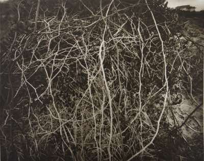8x10" Pinhole photo, negative contact printed to ortho film, photogravure paper contact printed in the sun