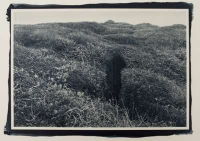 Cyanotype toned with locally foraged yaupon. This oceanfront maratime forest was cut down by the state of NC parks commission.